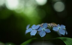 紫陽花-3