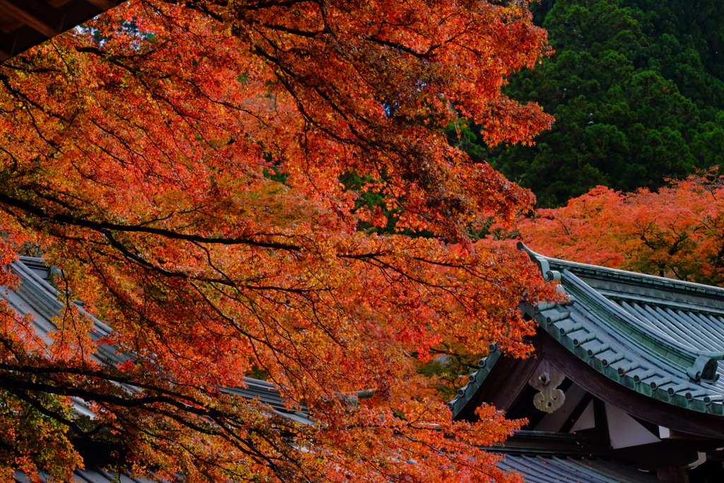 散歩の途中で、遠出 5