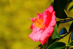 散歩の途中で、⑤