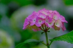 あじさい（２）