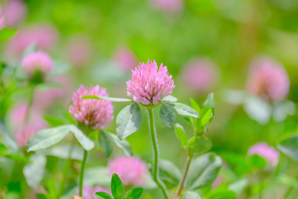 (4)散歩の途中で。11