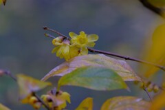 散歩の途中で。13