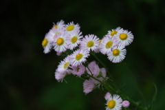 連休最終日（５）