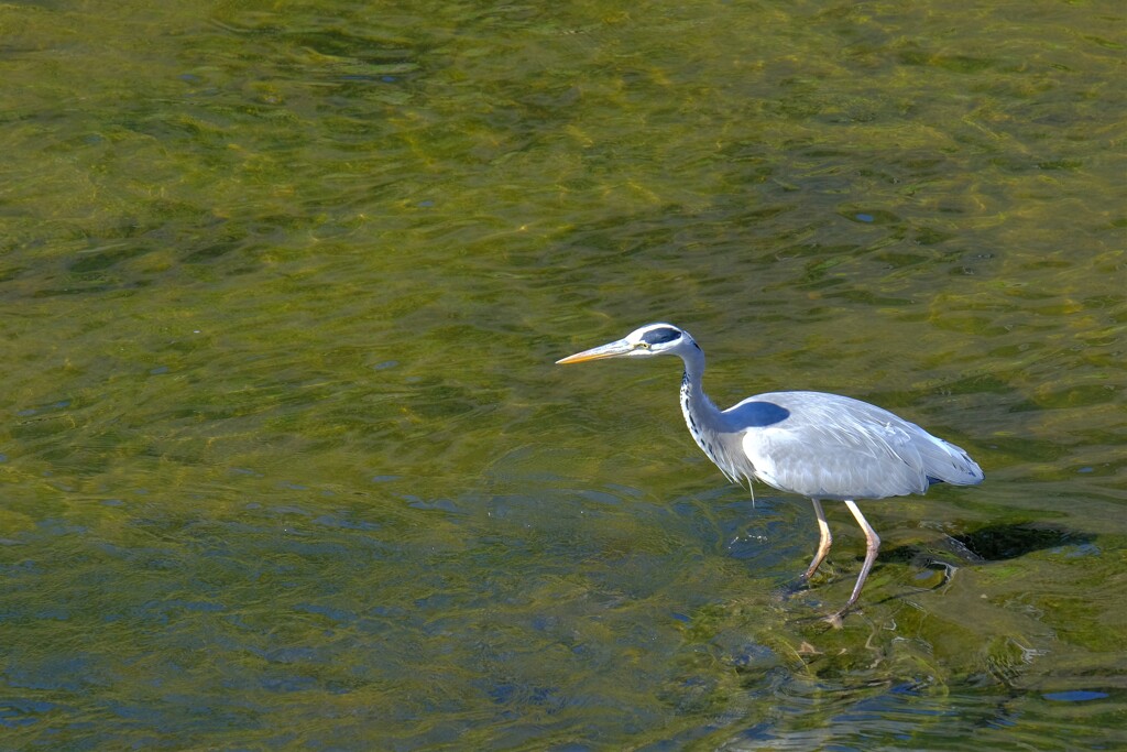 散歩の途中で。４