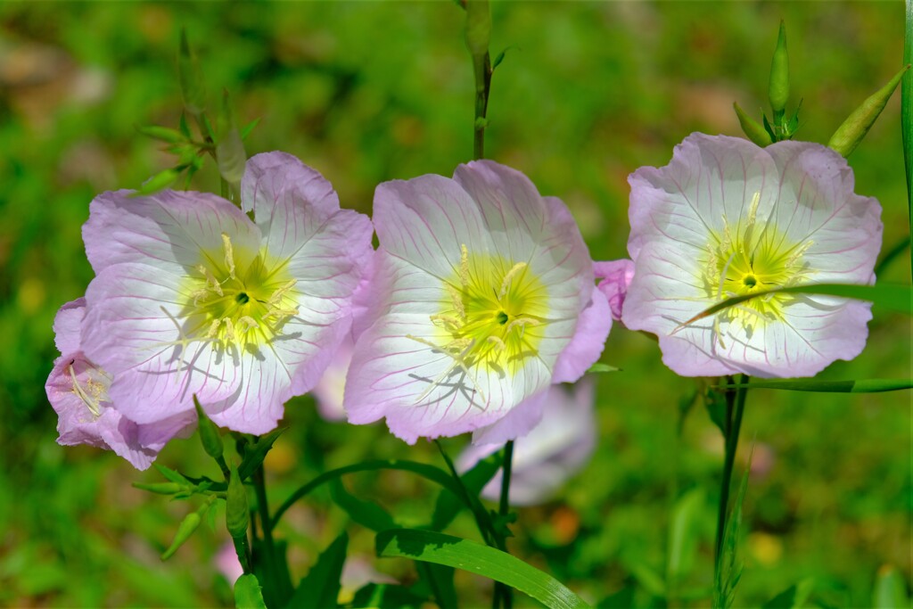 散歩の途中で。（２）