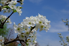 梨の花