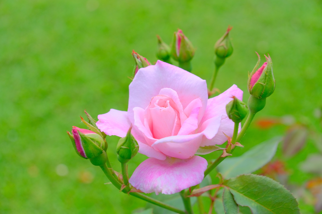 散歩の途中で。9