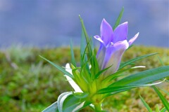 散歩の途中で。⑤