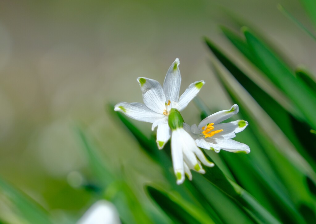 スノーフレーク