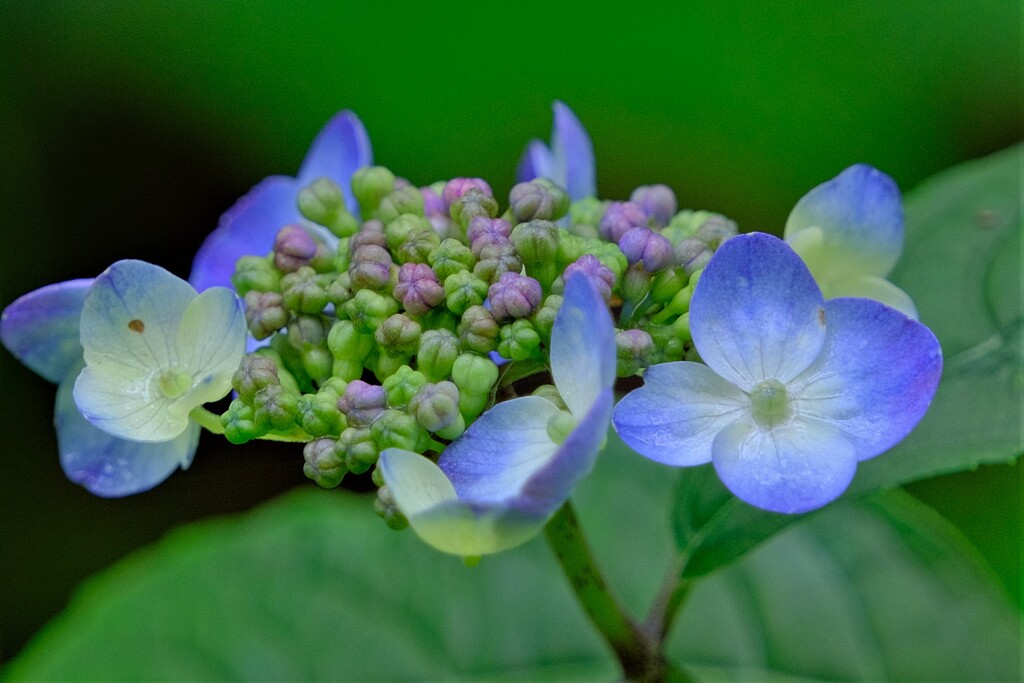 ヤマアジサイ-5