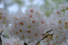 桜（２）