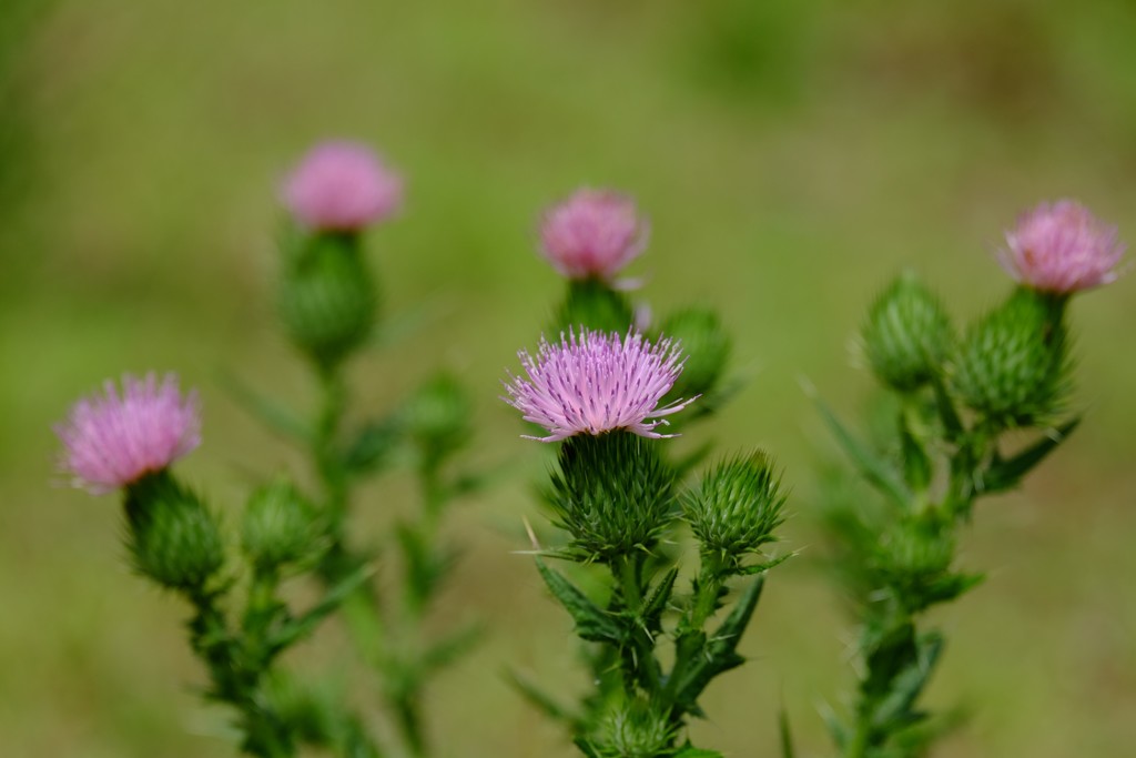 DSCF8024