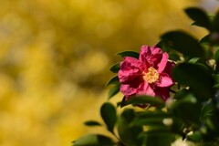 サザンカ（２）