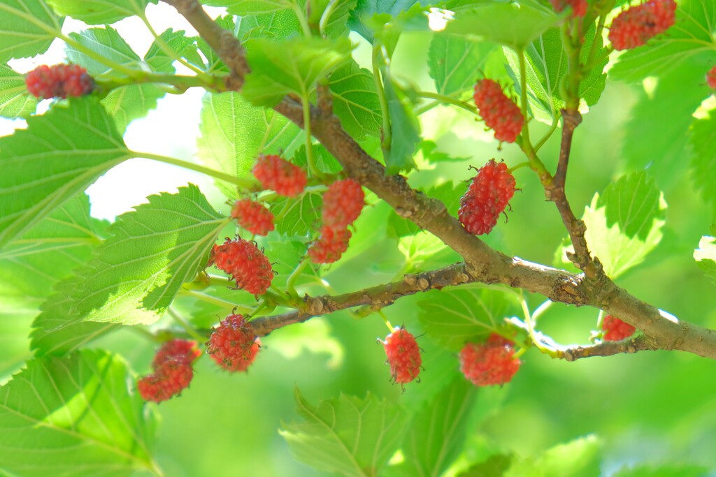 散歩の途中で。
