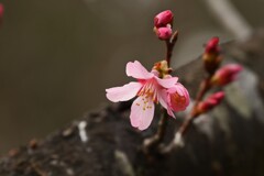 オカメ桜