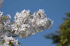 大島桜