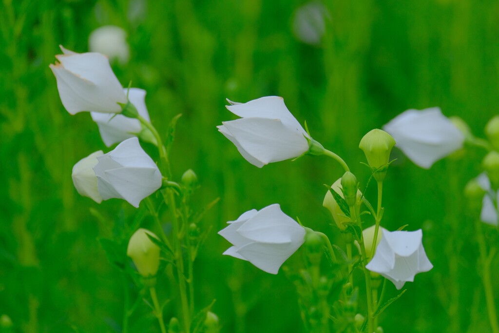 散歩の途中で。