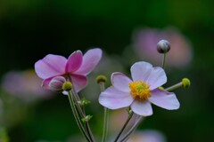 散歩の途中で。４