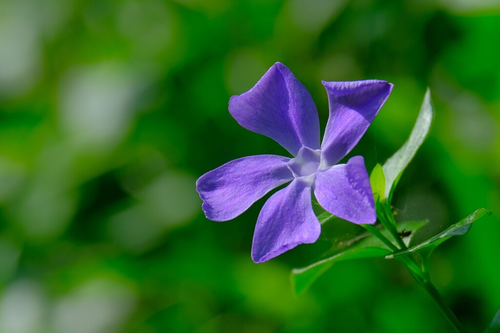 散歩の途中で。