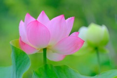 散歩の途中で。