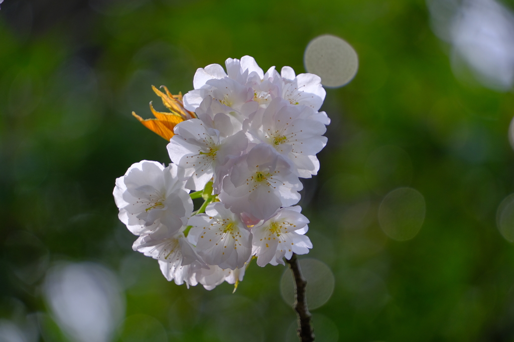 散歩の途中で。1