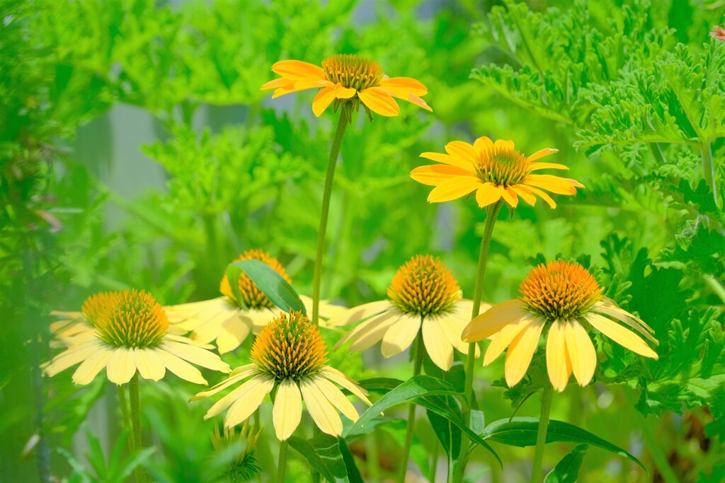 散歩の途中で。5