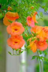 散歩の途中で。Ⅹ