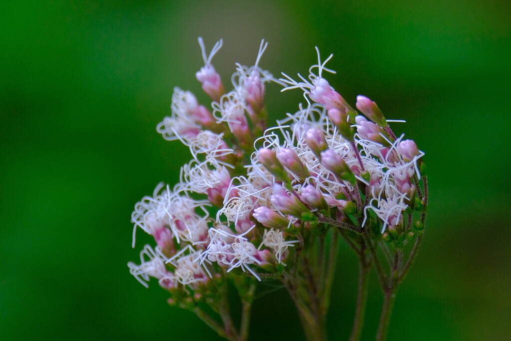 散歩の途中で。4