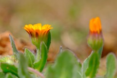 散歩の途中で。2