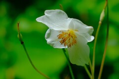 散歩の途中で。（９）