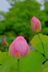 散歩の途中で。10