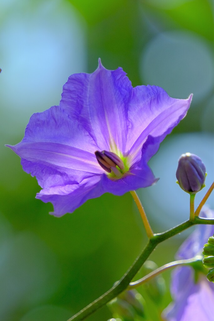 散歩の途中で。⑧