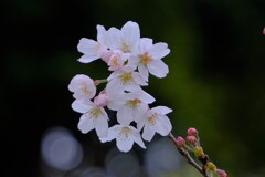 散歩の途中で。8