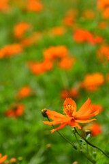 キバナコスモス