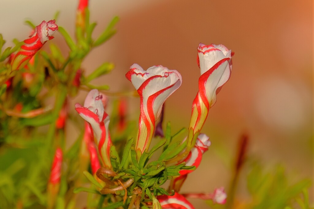 散歩の途中で。10