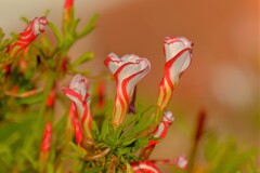 散歩の途中で。10