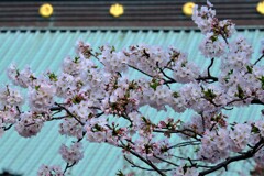 さくら（２）