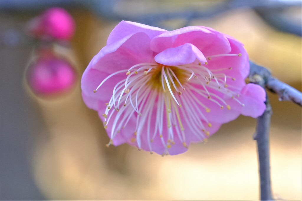 散歩の途中で。４