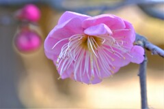 散歩の途中で。４