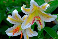 散歩の途中で。④