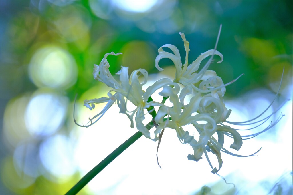 散歩の途中で。Ⅱ