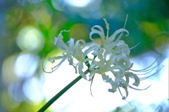 散歩の途中で。Ⅱ