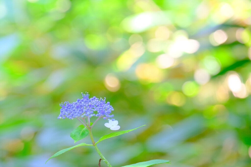 散歩の途中で。