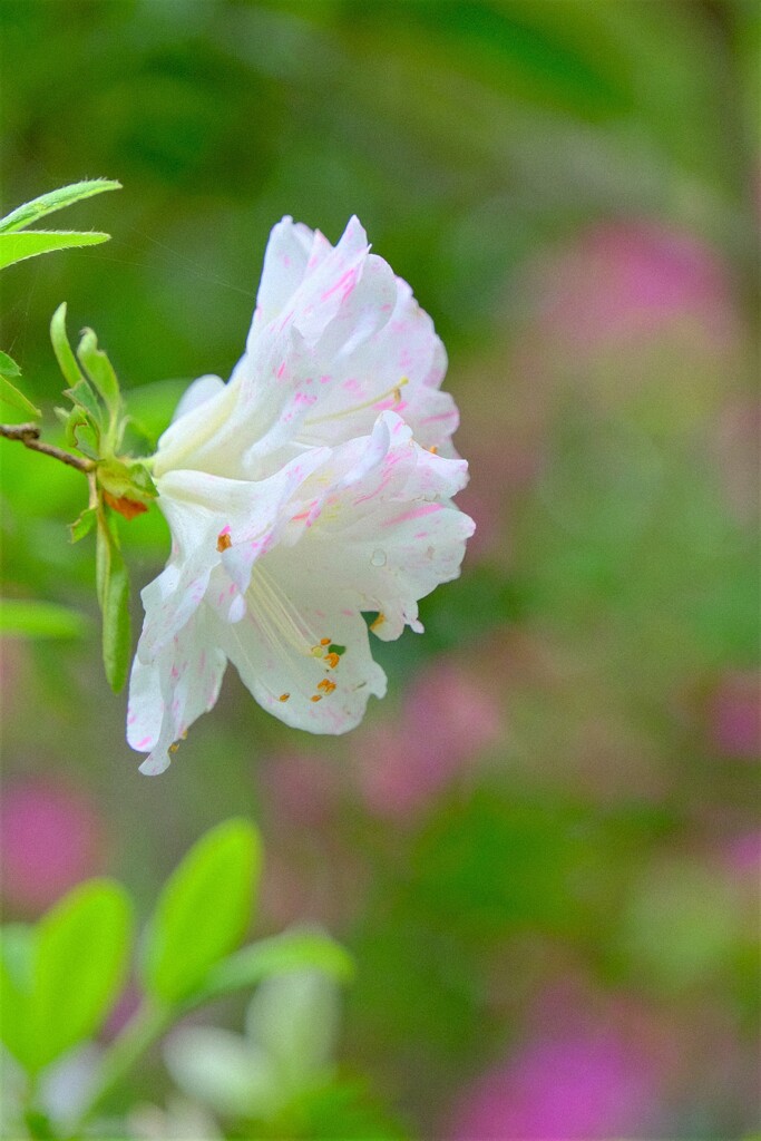散歩の途中で。⑩