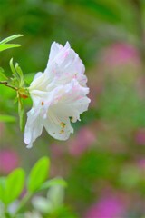 散歩の途中で。⑩