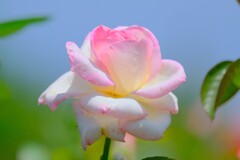 散歩の途中で。