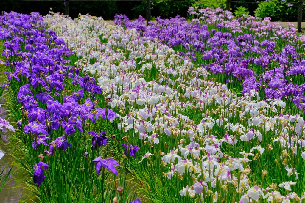 散歩の途中で。10