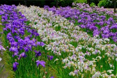 散歩の途中で。10