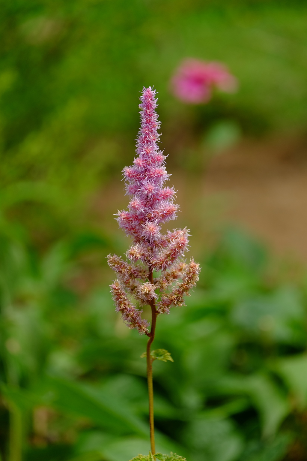 DSCF7614