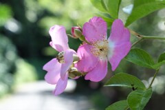 散歩の途中で。Ⅲ